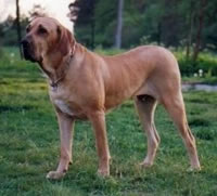 Fila Brasilero